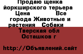 Продаю щенка йоркширского терьера  › Цена ­ 20 000 - Все города Животные и растения » Собаки   . Тверская обл.,Осташков г.